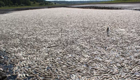 Погибшую рыбу на алтайском озере утилизировали, а берега очистили