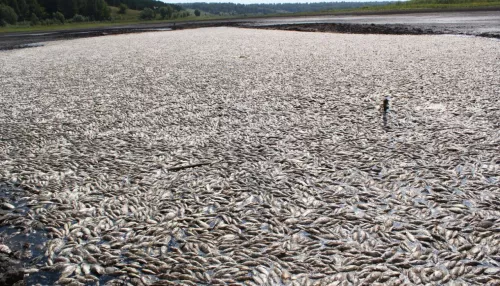 Правоохранители начали проверку по факту гибели рыбы в алтайском озере