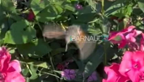 Шок-контент: жители алтайского района засняли колибри на участке