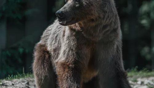 В центре Томска ночью жители заметили бегающего медведя