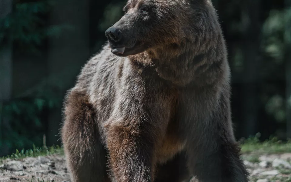 Крупные следы медведя навели панику в алтайском селе