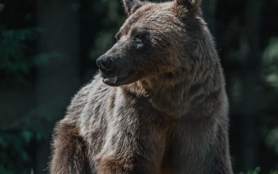 Медведи продолжают разгуливать по Алтайскому краю в ожидании зимы