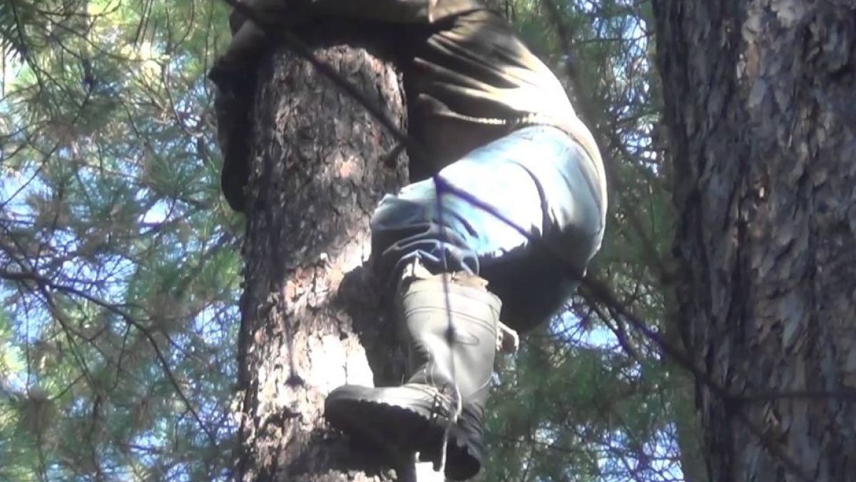 Человек на дереве