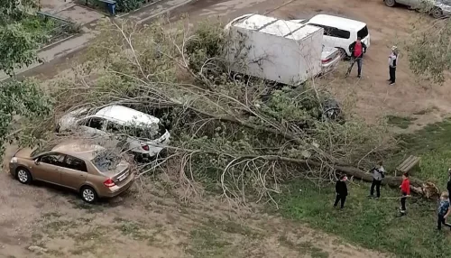 Пять автомобилей пострадали в Рубцовске из-за упавшего дерева
