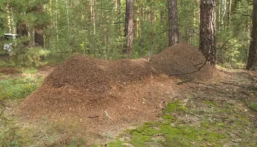 В Алтайском крае обнаружили самый большой в стране муравейник