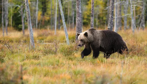 В самом медвежьем районе Алтайского края застрелили 10 косолапых