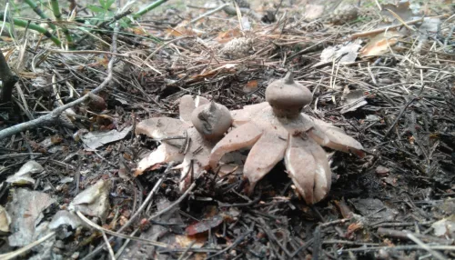 В алтайских лесах нашли редкие грибы в виде звездочек