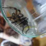Жительница Алтайского края поймала дома огромного тарантула