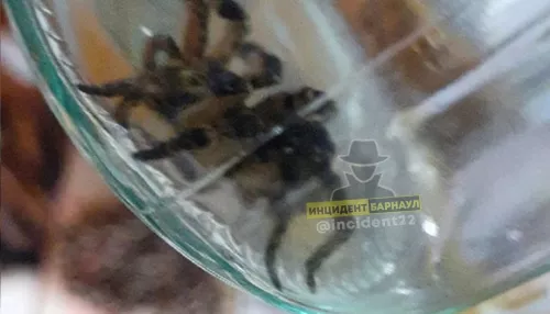 Жительница Алтайского края поймала дома огромного тарантула
