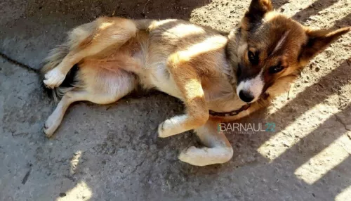 Жительница Барнаула рассказала, как пьяные соседи съели ее собаку