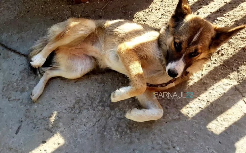 Жительница Барнаула рассказала, как пьяные соседи съели ее собаку