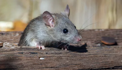 В палате каменской инфекционки пациент нашел дохлую мышь
