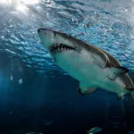В Сети опубликовали видео с акулой на пляже Флориды