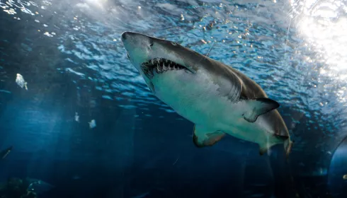В Египте россиянина растерзала тигровая акула: что известно об этом