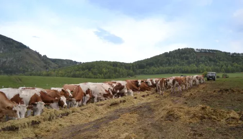 Фермеры Алтайского района делают ставку на животноводство благодаря господдержке