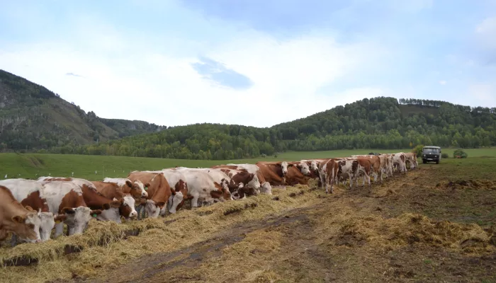 Алтайские аграрии сокращают поголовье крупного скота – это стало невыгодно