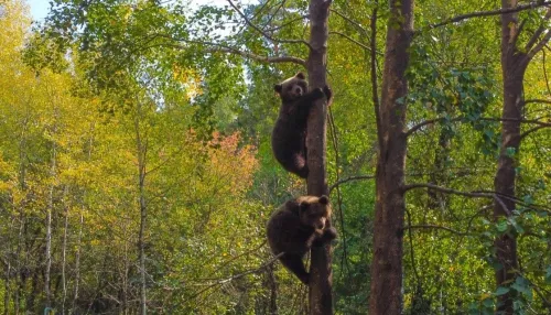 На Алтае спасенных медвежат Сюрприза и Редиса выпустили в дикую природу