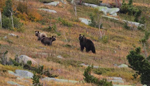Прелестная медвежья семья попала в объектив сотрудника заповедника на Алтае