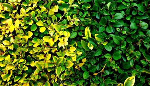 Преимущества и недостатки живой изгороди из туи. Украшение или проклятье?