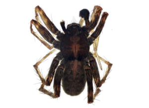 Найденный в Алтайском крае новый вид пауков