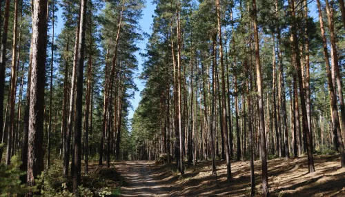 Только рост. Холдинг Алтайлес подвел итоги работы ко Дню работников леса