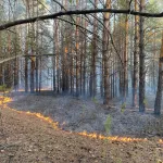 Что запрещено делать в Барнауле в период особого противопожарного режима