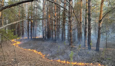 Почему площадь природных пожаров в Алтайском крае в 10 раз превысила норму