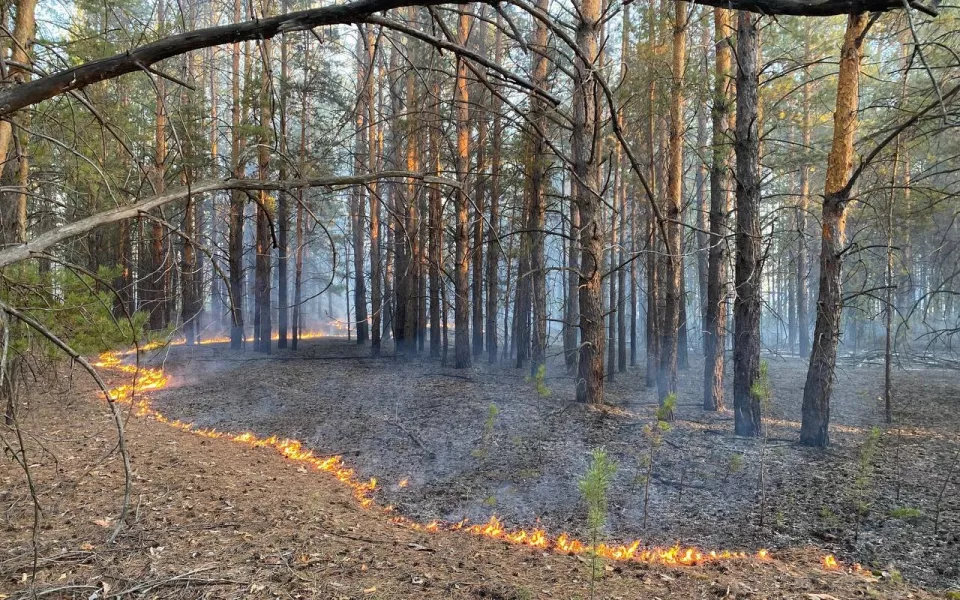 Почему площадь природных пожаров в Алтайском крае в 10 раз превысила норму