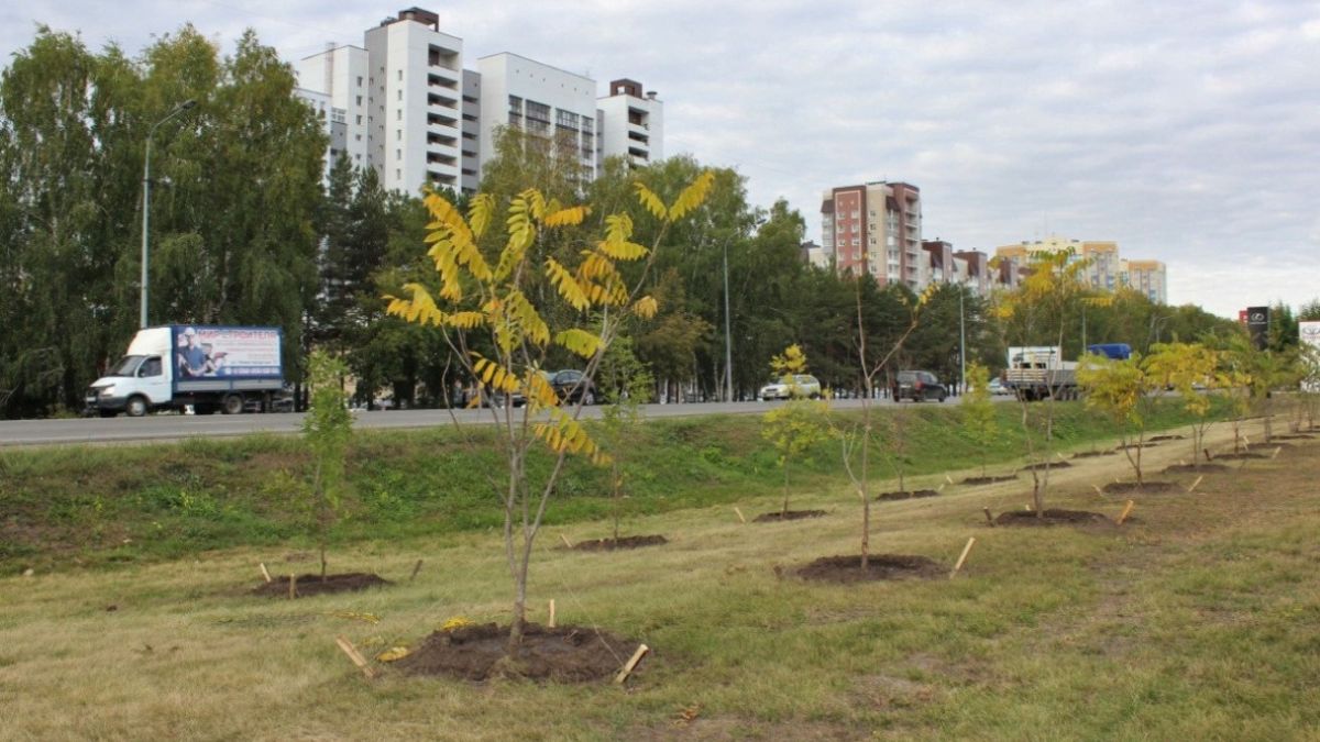 Высадка деревьев на Павловском тракте