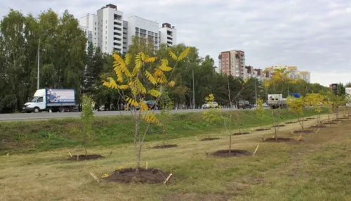 В Барнауле на Павловском тракте высадили десятки молодых деревьев