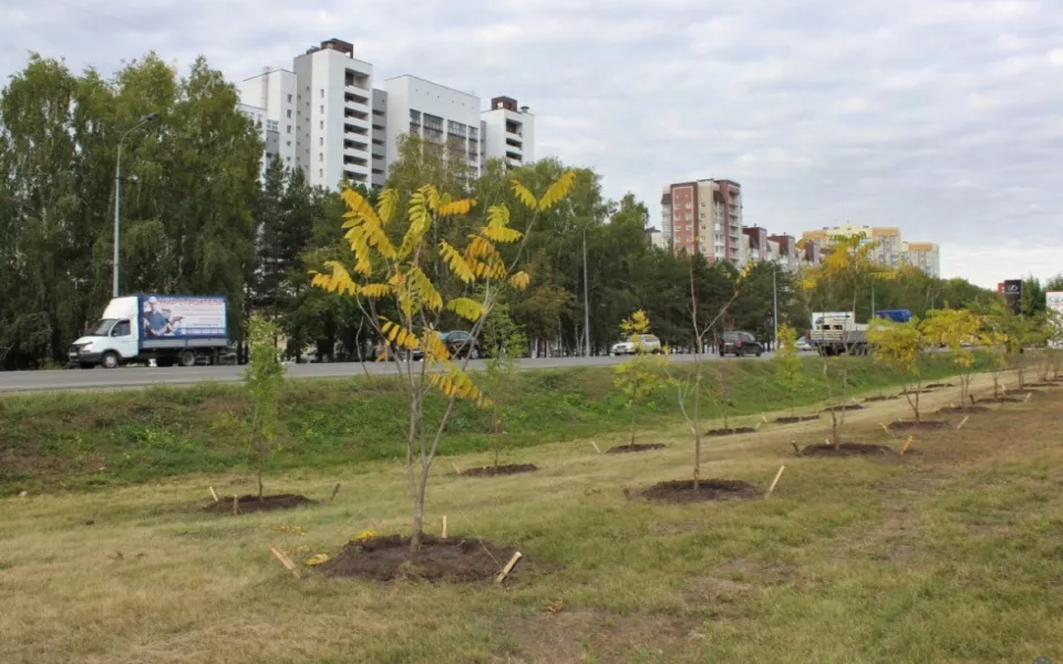 В Барнауле на Павловском тракте высадили десятки молодых деревьев