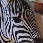 В барнаульском зоопарке показали первую встречу зебр Василия и Зузу