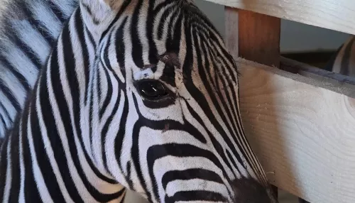 В барнаульском зоопарке показали первую встречу зебр Василия и Зузу
