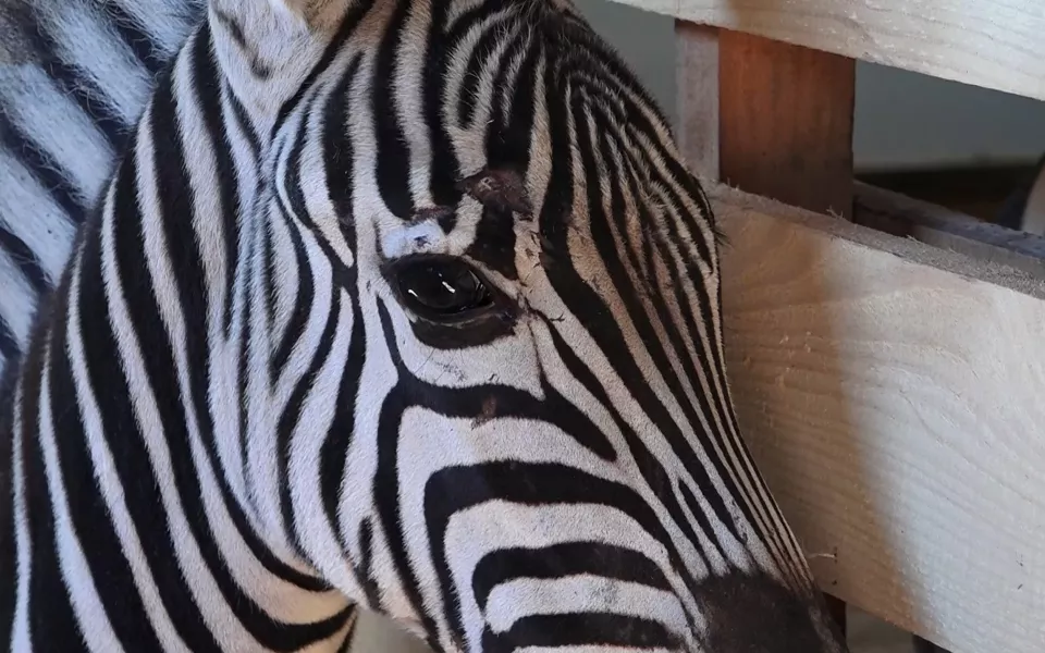 В барнаульском зоопарке показали первую встречу зебр Василия и Зузу