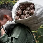 На Алтае 11 человек пропали без вести во время сбора кедровых орехов