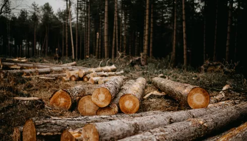 В Горном Алтае неизвестные при установке забора повредили 20 деревьев