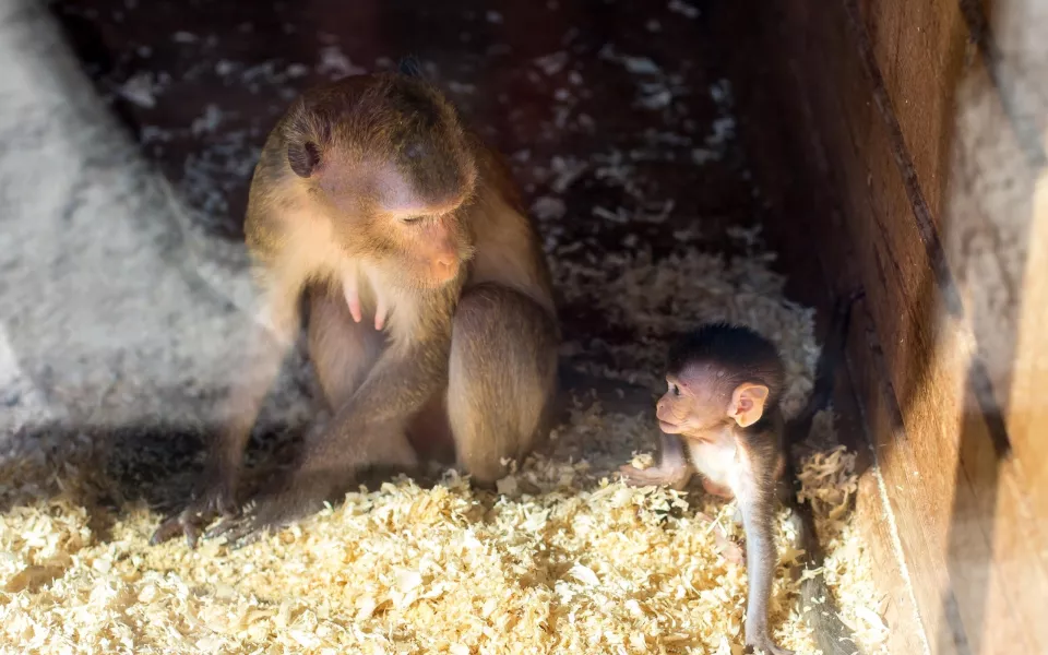 В барнаульском зоопарке показали подросших малышей кенгуру и обезьяны