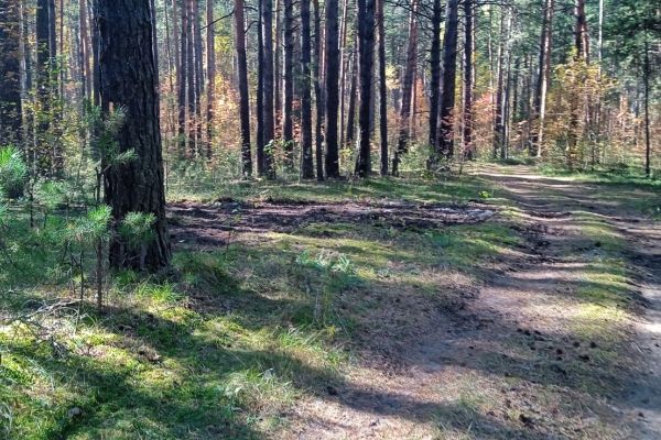 В Барнауле ликвидировали свалку мусора возле завода Ротор