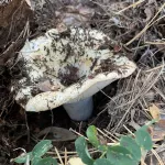 Алтайские грибники хвастаются уловом груздей и подтопольников