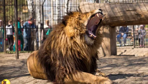 В барнаульском зоопарке отметили день рождения льва Алтая