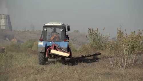 В Новоалтайске задержали мужчину, который вырастил 20 кустов опийного мака