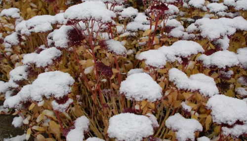 На Алтайский край надвигается непогода с мокрым снегом и сильным ветром