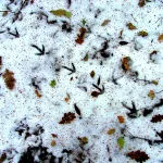 Алтайский край временно покроется снегом и подморозится до -9 градусов