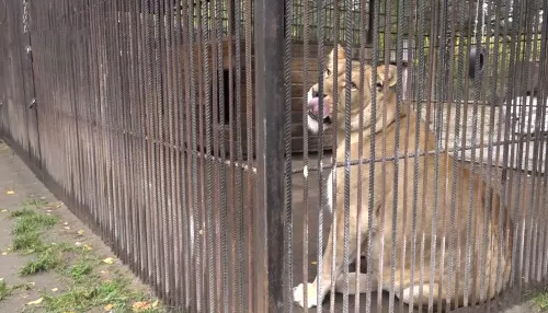 Сотрудники Барнаульского зоопарка записали рингтоны с голосами своих питомцев