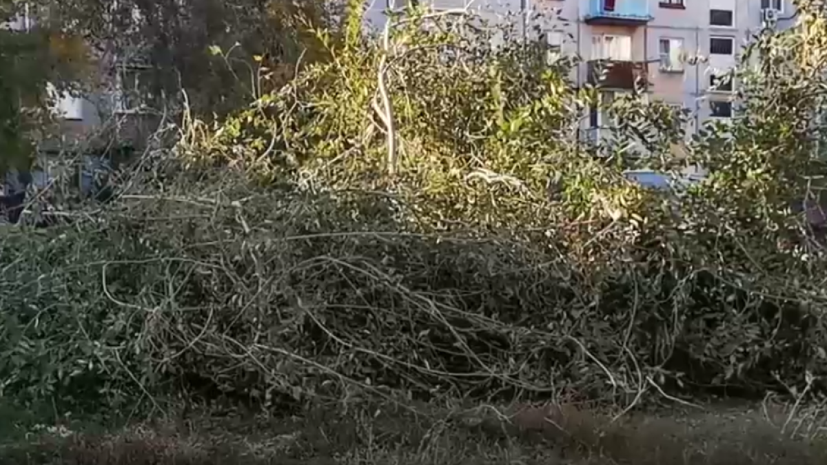 Упавшее дерево в Рубцовске