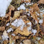 Жители Алтайского края осенью собирают грибы под снегом