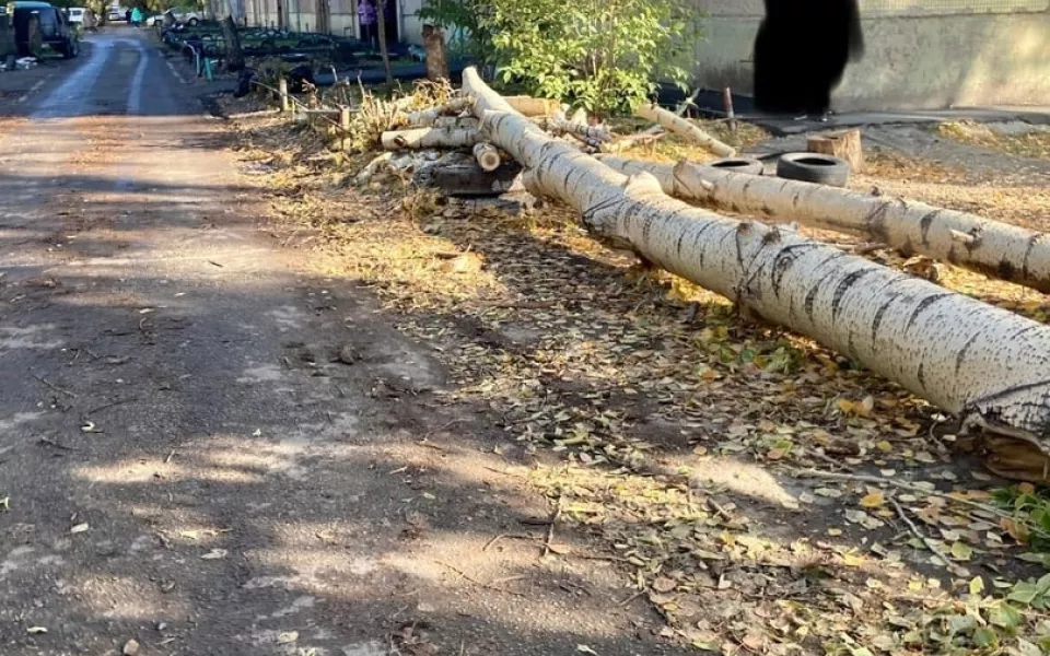 Барнаульцы пожаловались на кладбища спиленных деревьев по всему городу