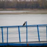 Уровень воды в Оби в районе Барнаула перевалил за критическую отметку