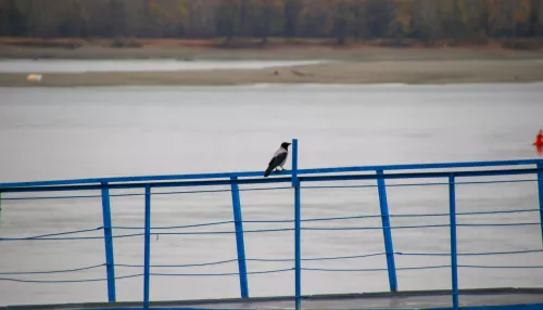 Уровень воды в Оби в районе Барнаула перевалил за критическую отметку