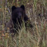 В Новосибирске на видео попал гуляющий возле КПП медведь
